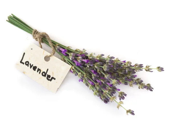 Lavendel blomma — Stockfoto