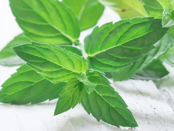 Fresh mint — Stock Photo, Image