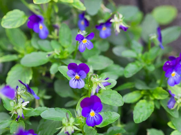 Violets — Stock Photo, Image