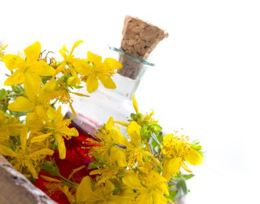 St john's wort oil clipart