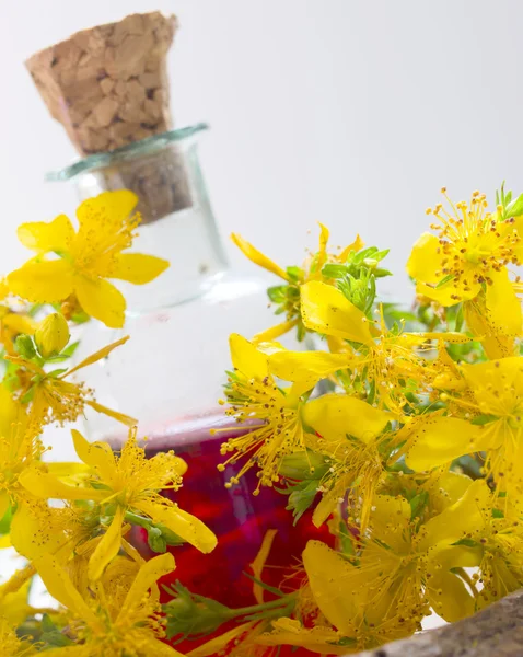 St john's wort olja — Stockfoto