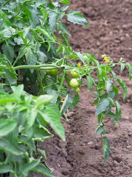 Campo de tomate — Fotografia de Stock