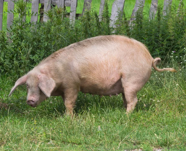 Schwein auf dem Gras — Stockfoto