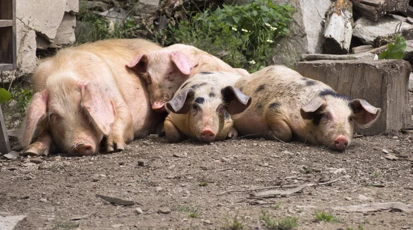 Faule Schweine — Stockfoto