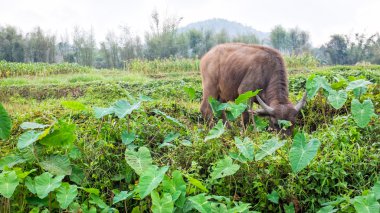 Tayland alanında buffalo