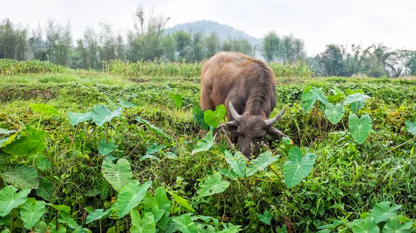 Buffalo op gebied van thailand — Stockfoto