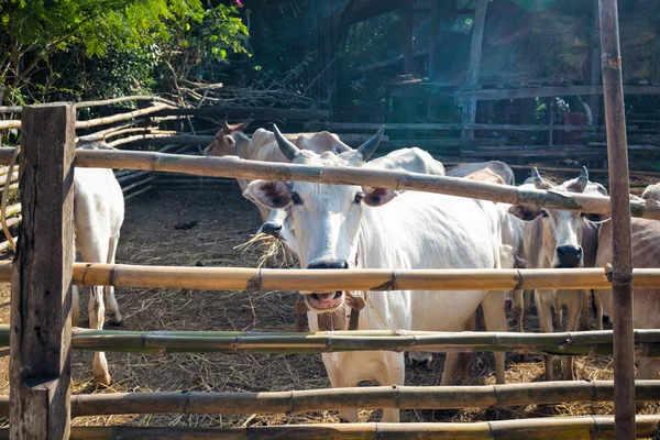 Koe in corral hek hout — Stockfoto