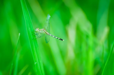 yusufçuk, geri kalan yeşil çimen