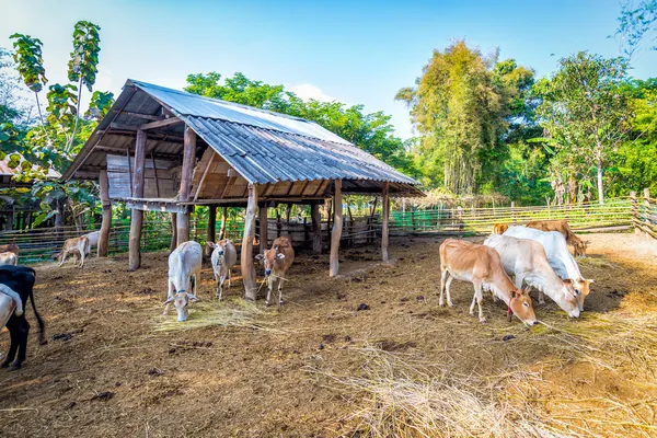 Vaca en madera de valla de corral —  Fotos de Stock