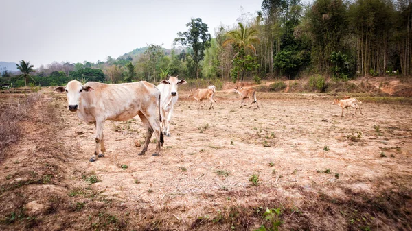 Vaca en campo estación seca en Tailandia —  Fotos de Stock