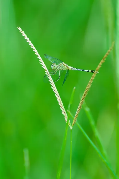Libélula em repouso grama verde — Fotografia de Stock