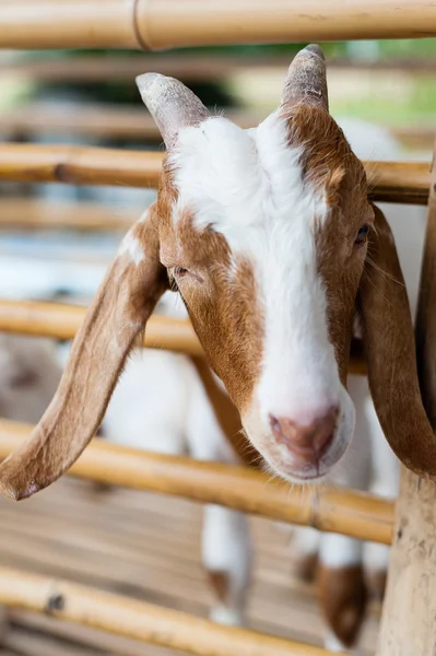 Jeune chèvre à Corral — Photo