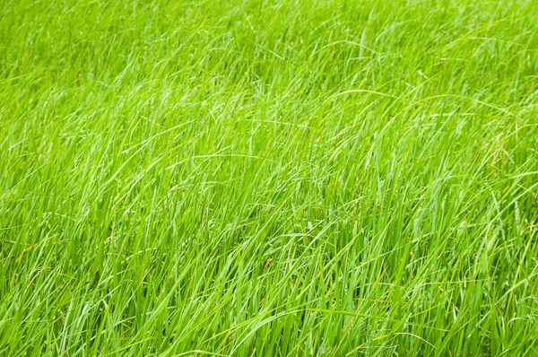 Grünes Gras im Feld bei Tageslicht — Stockfoto