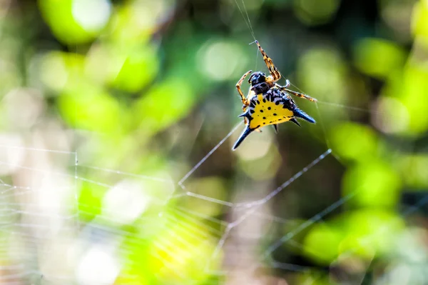 Hasselt's Spiny Spider on cobweb — Stock Photo, Image