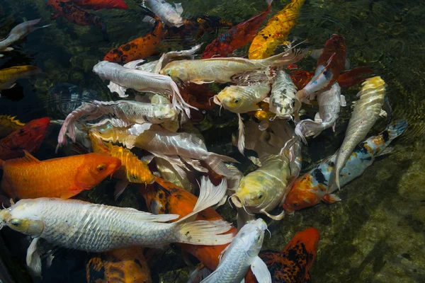 Peces koi en el agua —  Fotos de Stock