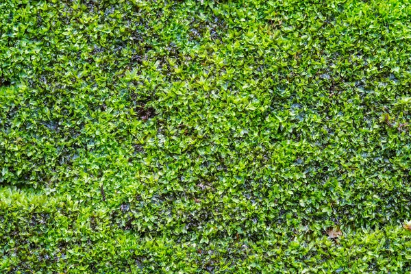 Background of moss on old wall — Stock Photo, Image