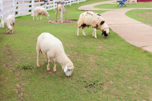 Ovejas en granja —  Fotos de Stock