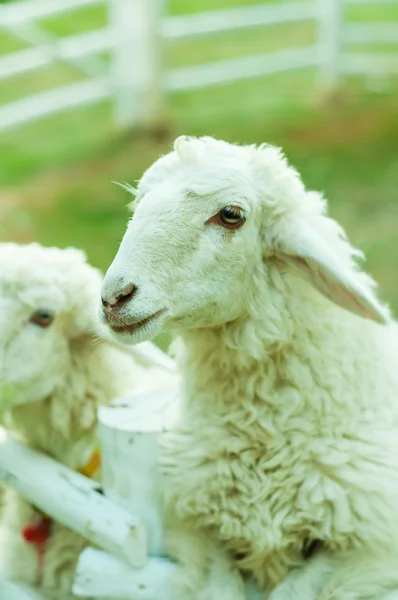 Dos ovejas en corral con luz natural — Foto de Stock