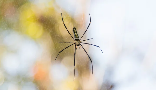 Spider on web — Stock Photo, Image