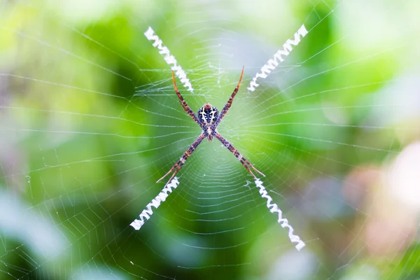 Spider holding on cobweb — Stock Photo, Image