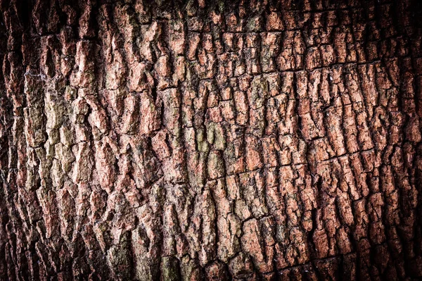 Tekst fra det gamle treet – stockfoto