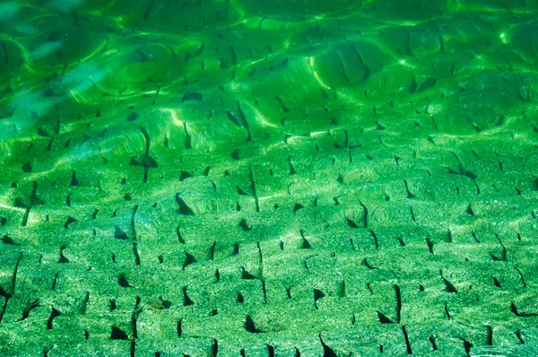 Groen water rimpel op grond van cement — Stockfoto