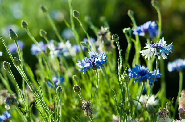 Синие кукурузные цветы в поле с естественным светом
