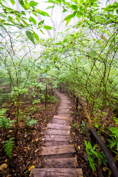 Pathway in forest of thailand — Stock Photo, Image