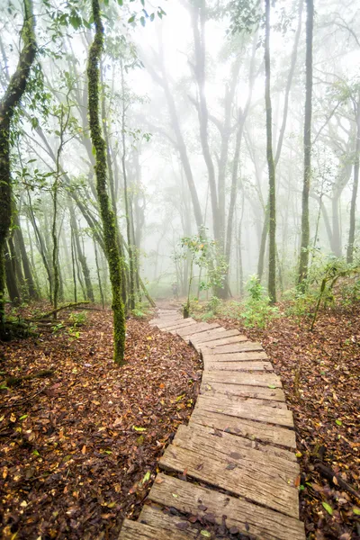 Pathway in forest of thailand — Stock Photo, Image