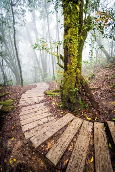 Pathway in forest of thailand — Stock Photo, Image
