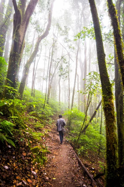 Pathway in forest of thailand — Stock Photo, Image