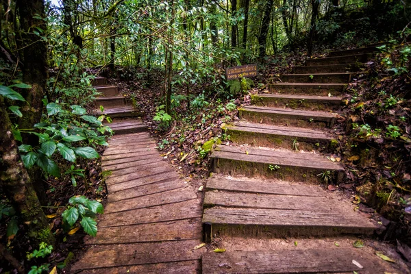 Pathway in forest of thailand — Stock Photo, Image