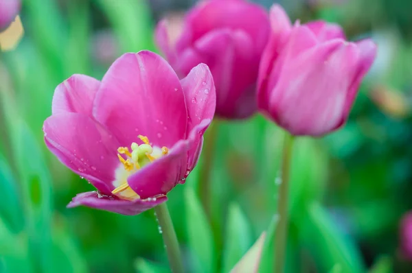 Pink tulip in garden with drop of water — Stock Photo, Image