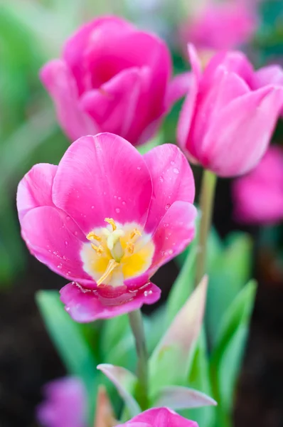 Tulipan różowy w ogrodzie z kropli wody — Zdjęcie stockowe