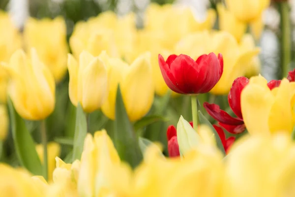 Červené tulipány květina v zahradě — Stock fotografie