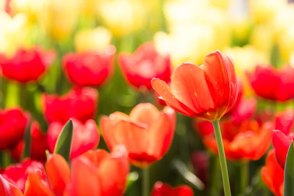 Red tulip flower bloom — Stock Photo, Image