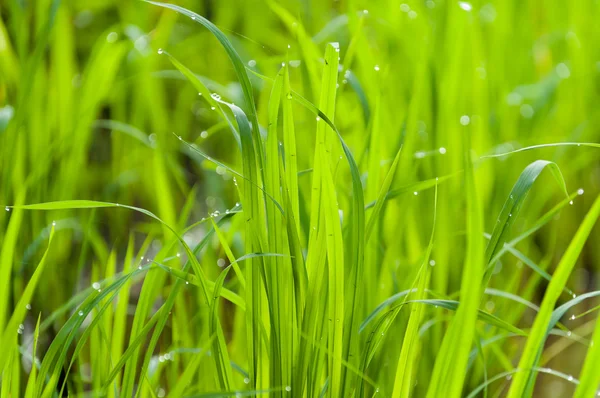 Pirinç su damlaları ile yaprak üzerinde bırakır. — Stok fotoğraf