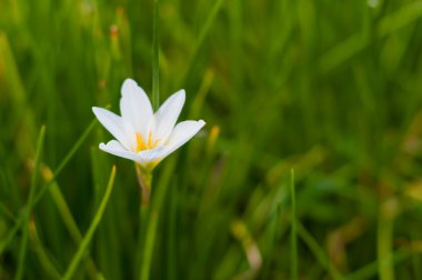 bahçede çim zemin üzerine beyaz çiçek