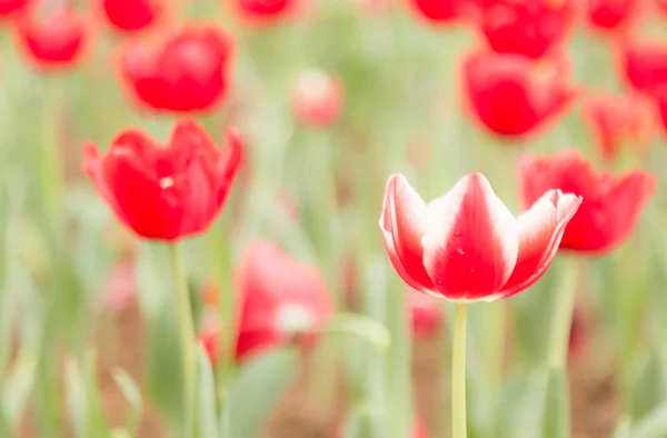 Två ton färg tulip blomma — Stockfoto