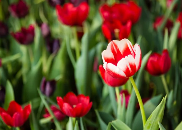 Tweetonige tulip flower bloei — Stockfoto