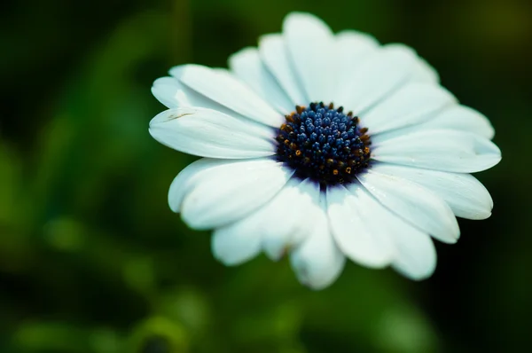 White flower in garden with nature light — Stock Photo, Image