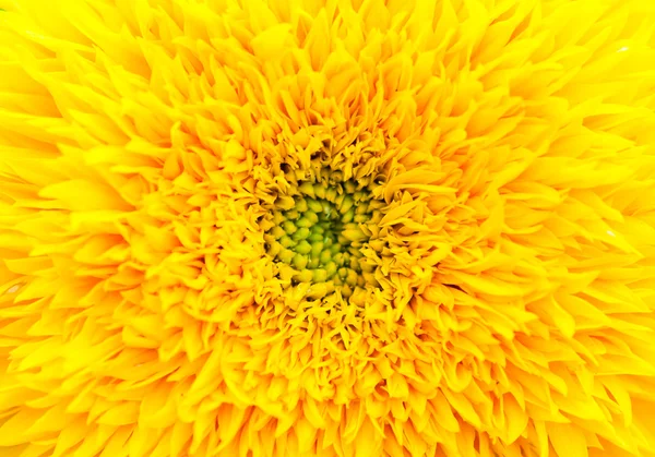 Закрыть желтый цветок — стоковое фото