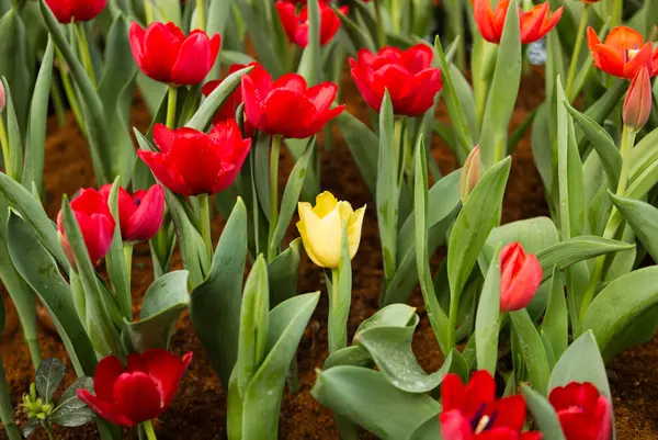 Fleur de tulipes jaune au milieu — Photo