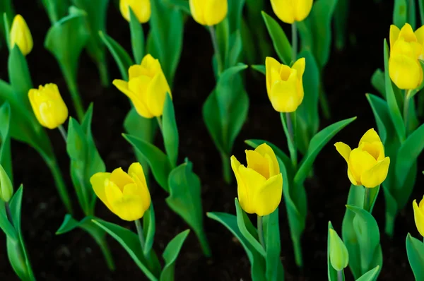 Beaucoup de tulipes jaunes dans le jardin — Photo