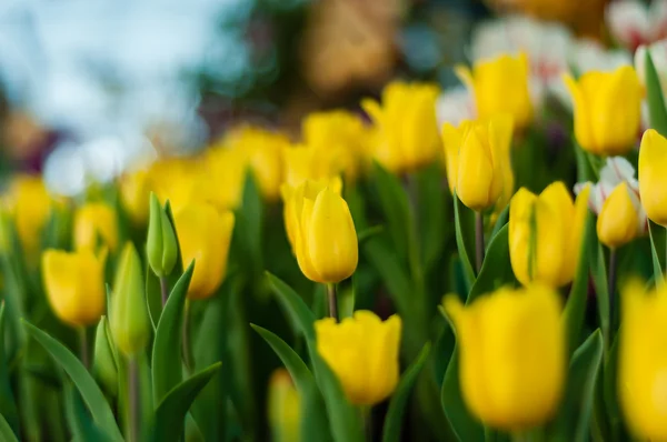 Många gul tulpan i trädgården — Stockfoto