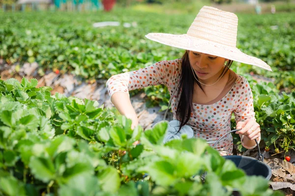 Asiatin erntet Erdbeere in Erdbeerfarm — Stockfoto