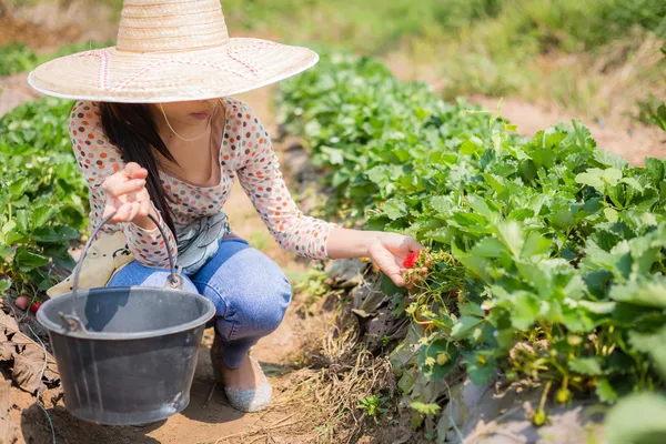 Aziatisch meisje oogsten aardbei in aardbei boerderij — Stockfoto
