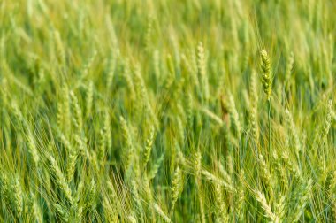 çiftlikte doğal ışıkla yeşil arpa 