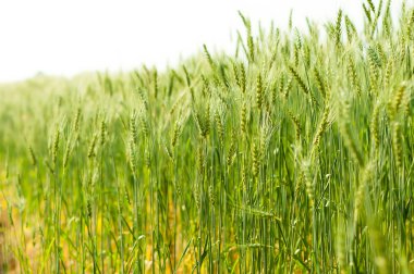 çiftlikte doğal ışıkla yeşil arpa 