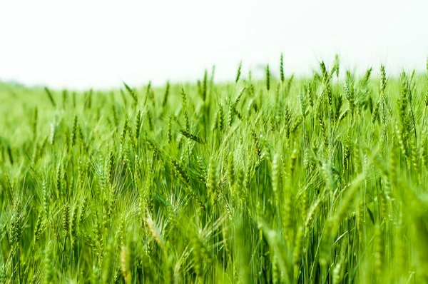 Grüne Gerste im Bauernhof mit Naturlicht — Stockfoto
